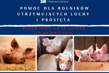 Grafika promująca program pomocy dla rolników utrzymujących lochy i prosięta 